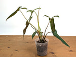 Philodendron Paloraense cf x Pinnatilobum