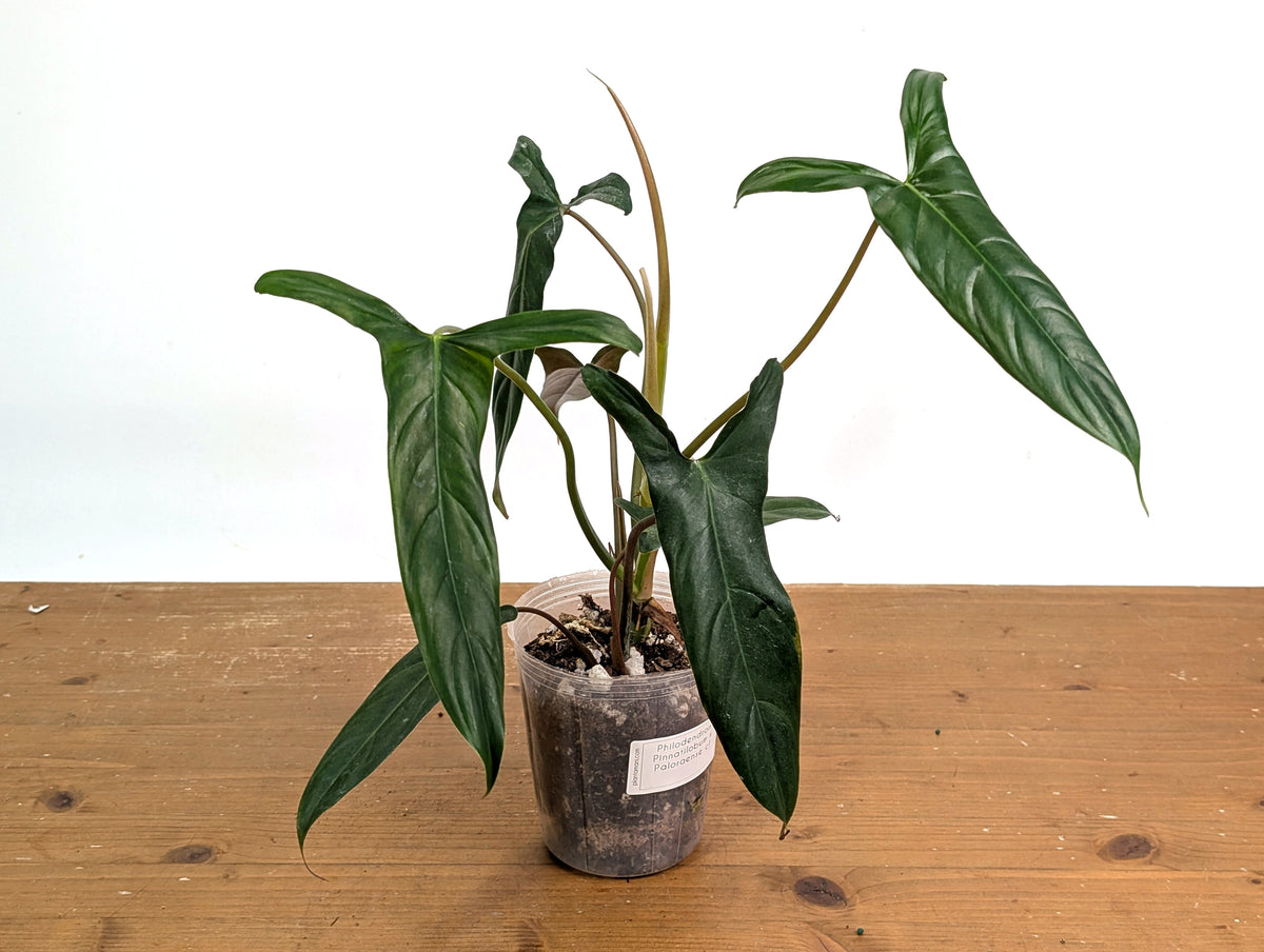Philodendron Paloraense cf x Pinnatilobum