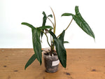 Philodendron Paloraense cf x Pinnatilobum