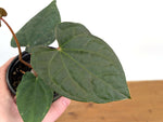 Anthurium Forgetii x Luxurians