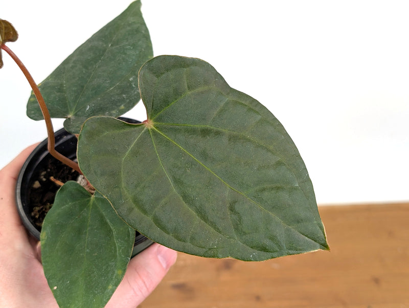 Anthurium Forgetii x Luxurians