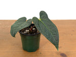 Anthurium Forgetii x Luxurians