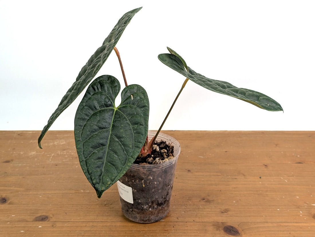 Anthurium Black Diamond - Exact Plant 02A