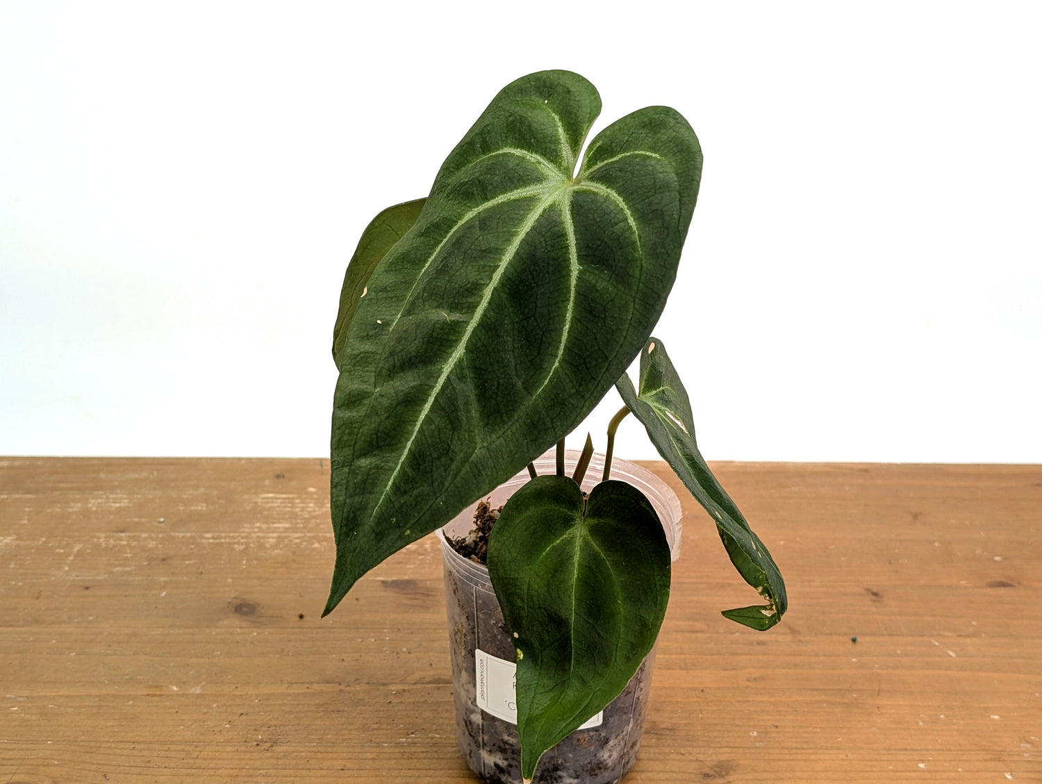 Anthurium Green Soul (Forgetii x Besseae)