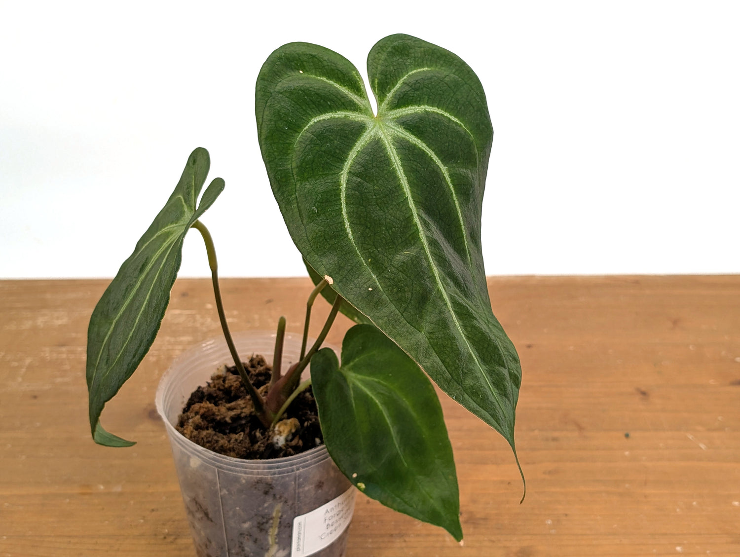 Anthurium Green Soul (Forgetii x Besseae)