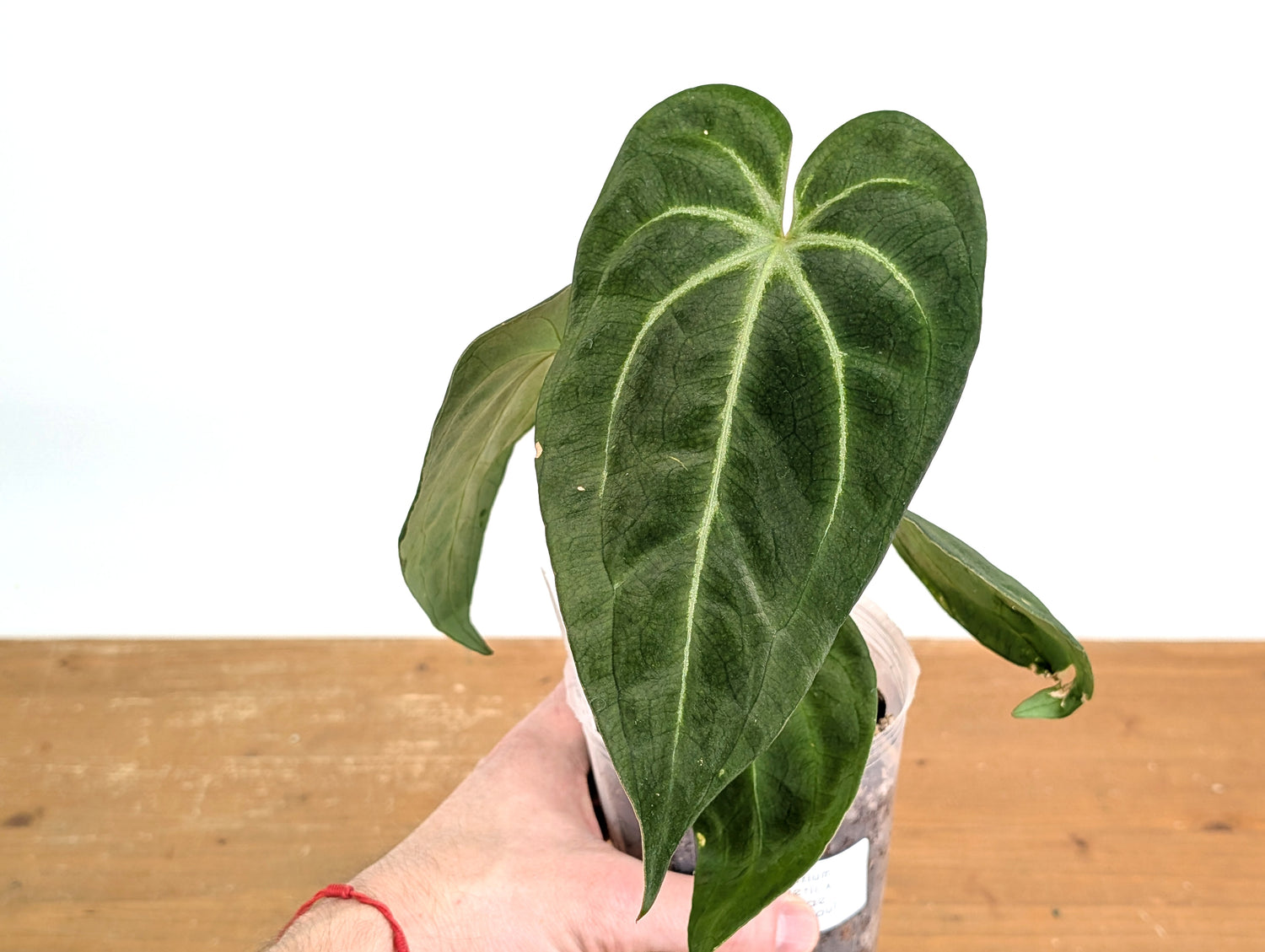 Anthurium Green Soul (Forgetii x Besseae)