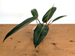 Philodendron Ruizii x Patriciae
