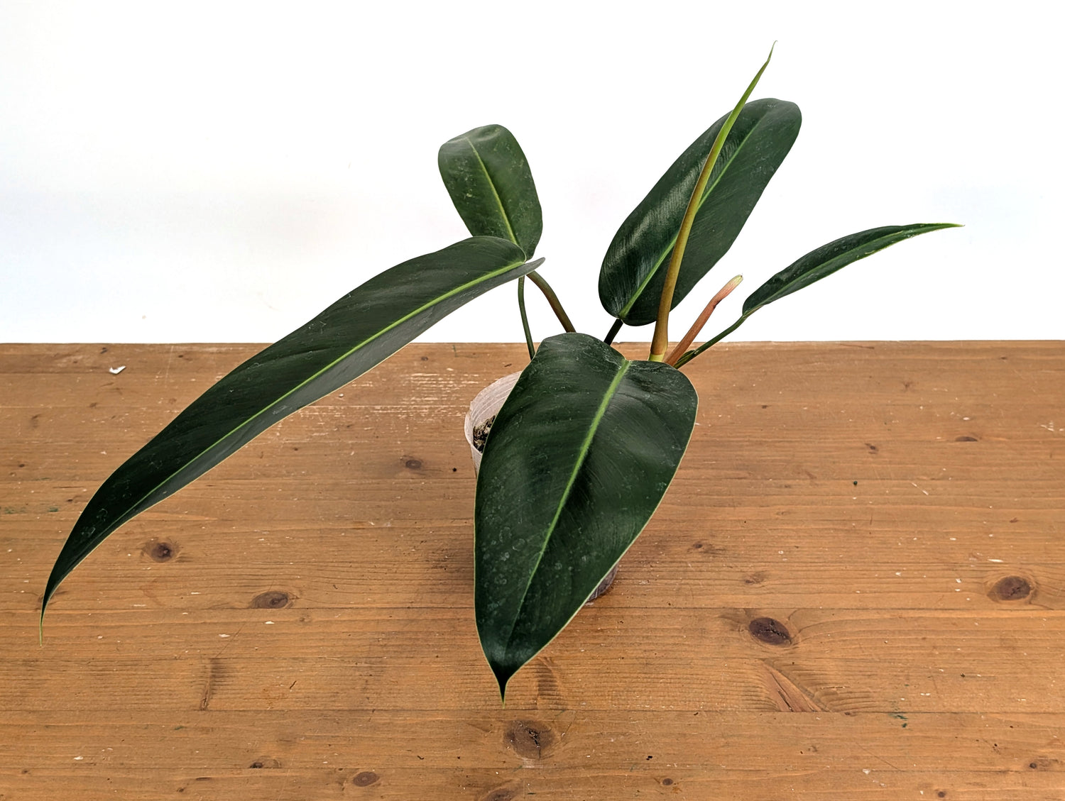 Philodendron Ruizii x Patriciae