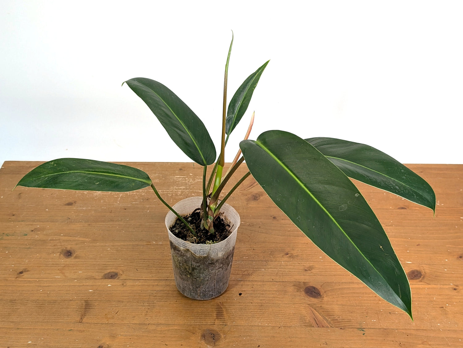 Philodendron Ruizii x Patriciae