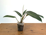 Philodendron Ruizii x Patriciae
