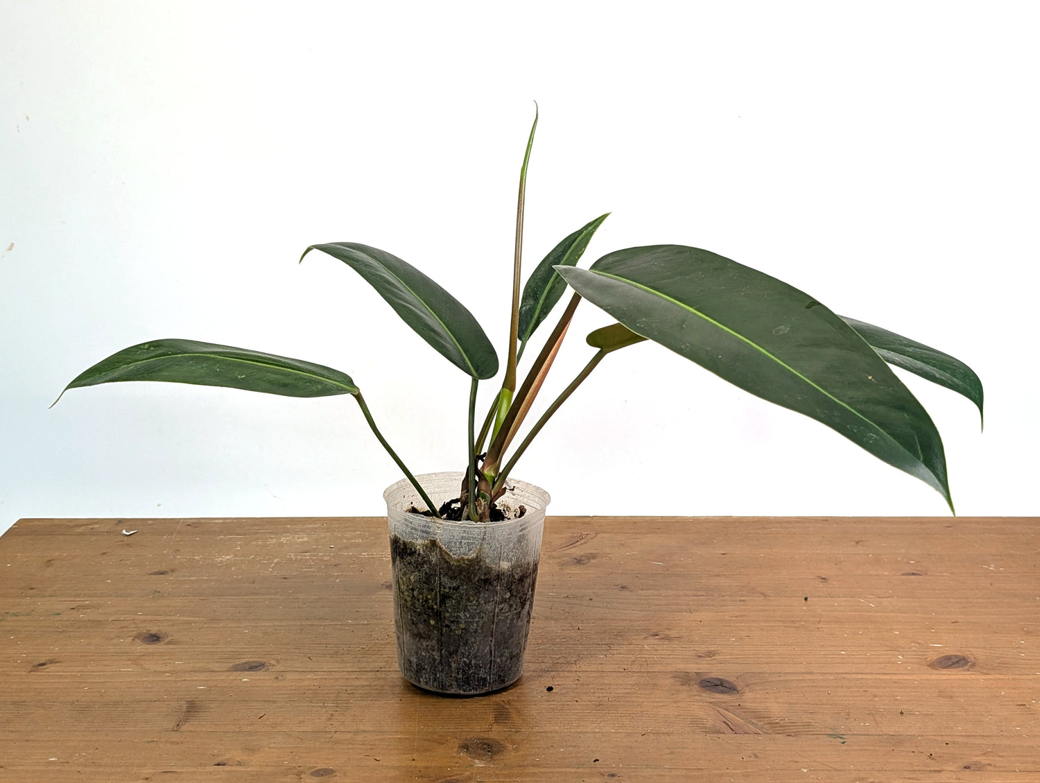 Philodendron Ruizii x Patriciae