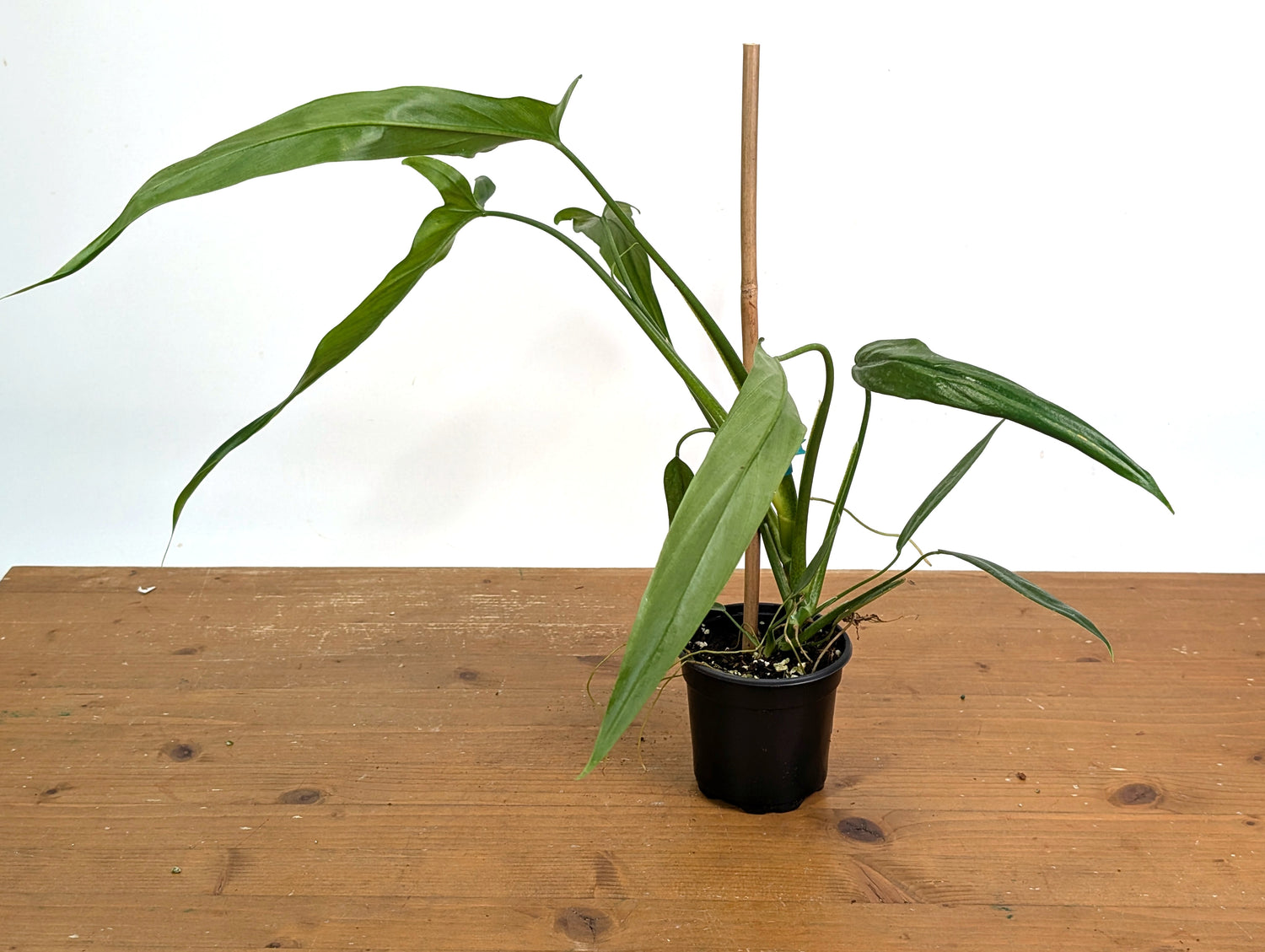 Philodendron Holtonianum