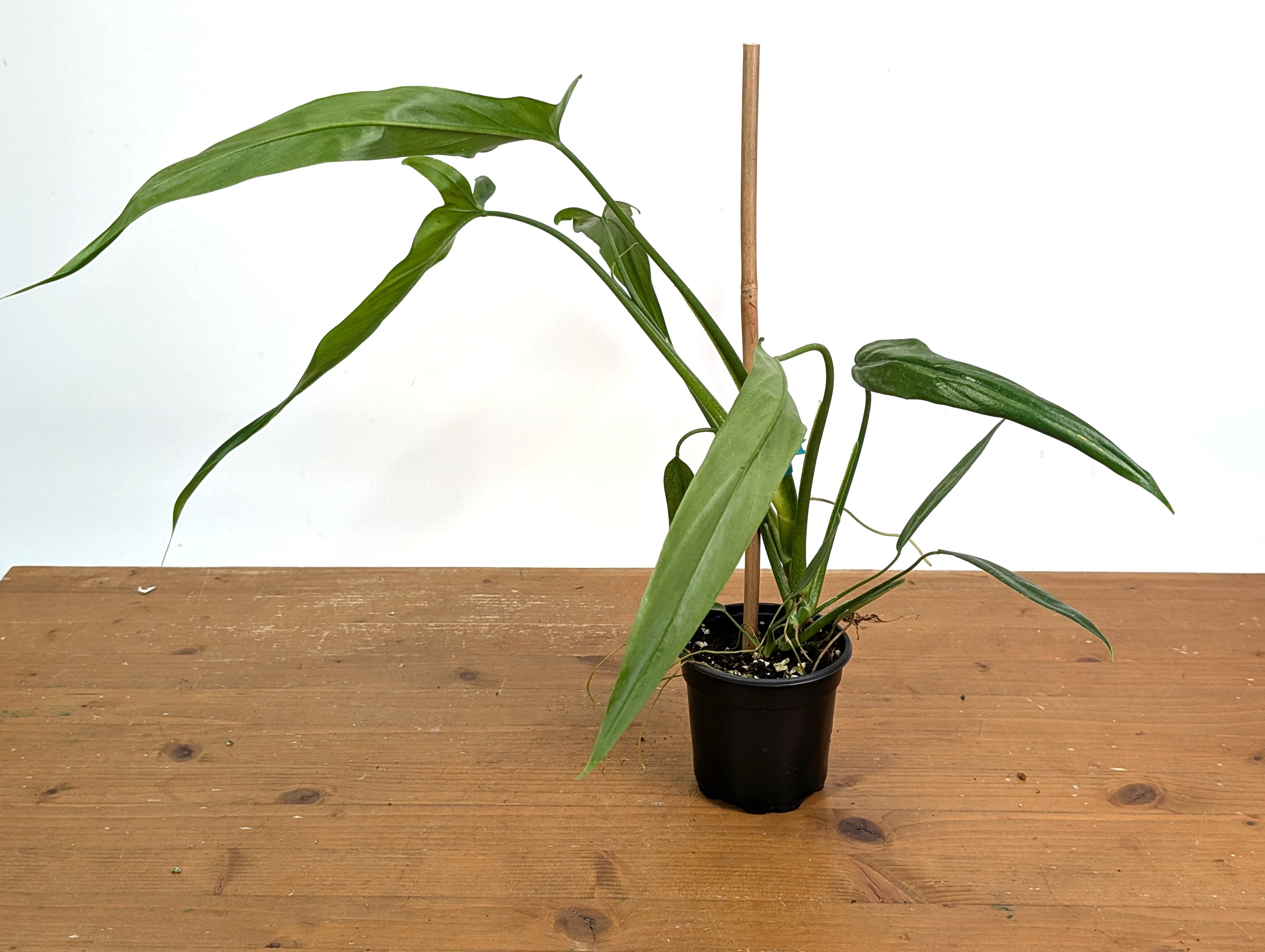 Philodendron Holtonianum