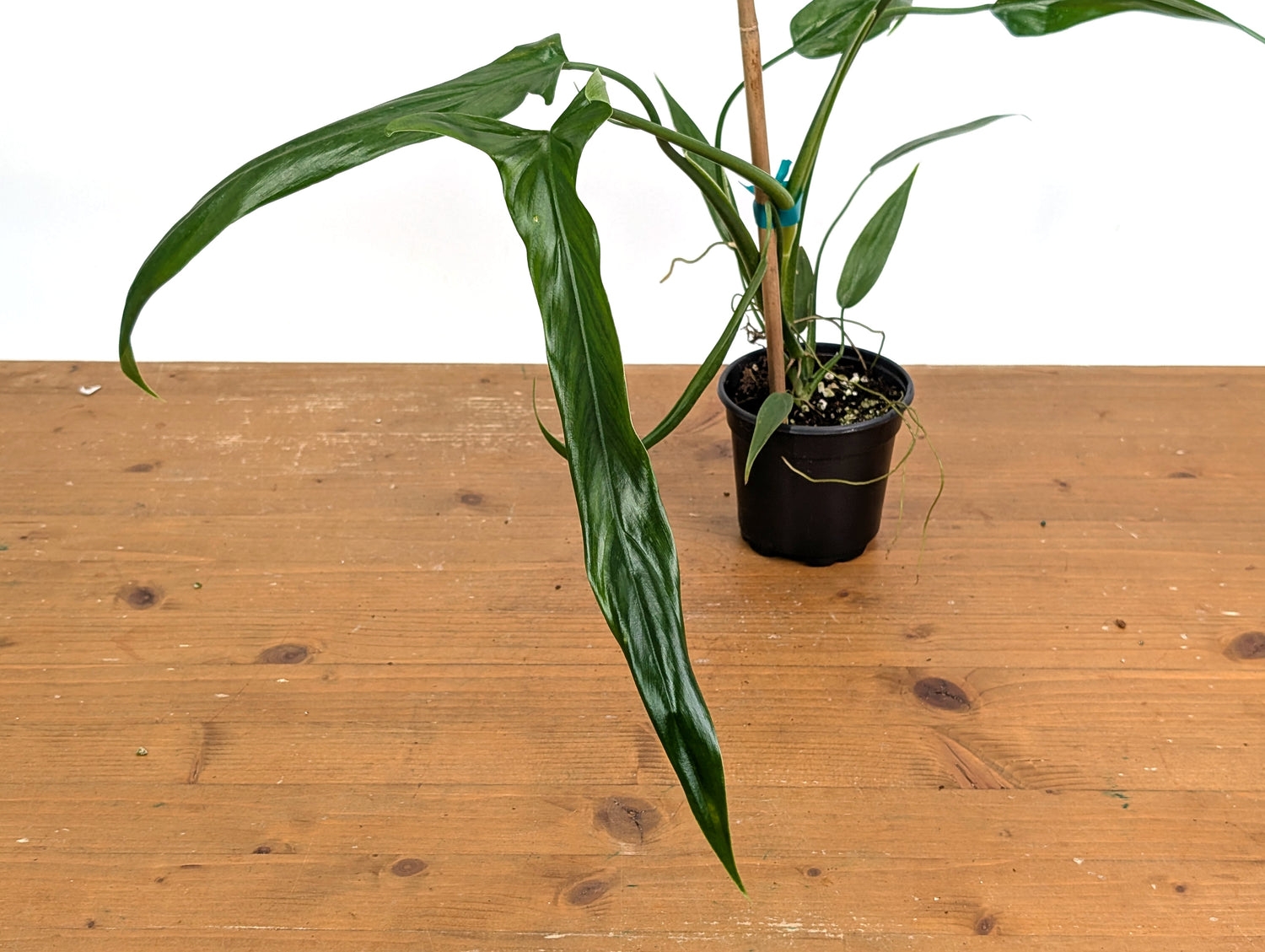 Philodendron Holtonianum