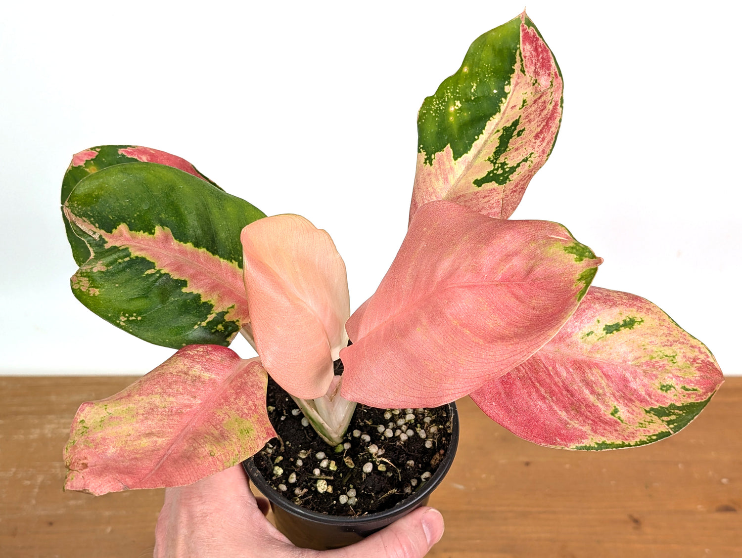 Aglaonema Hello Kitty