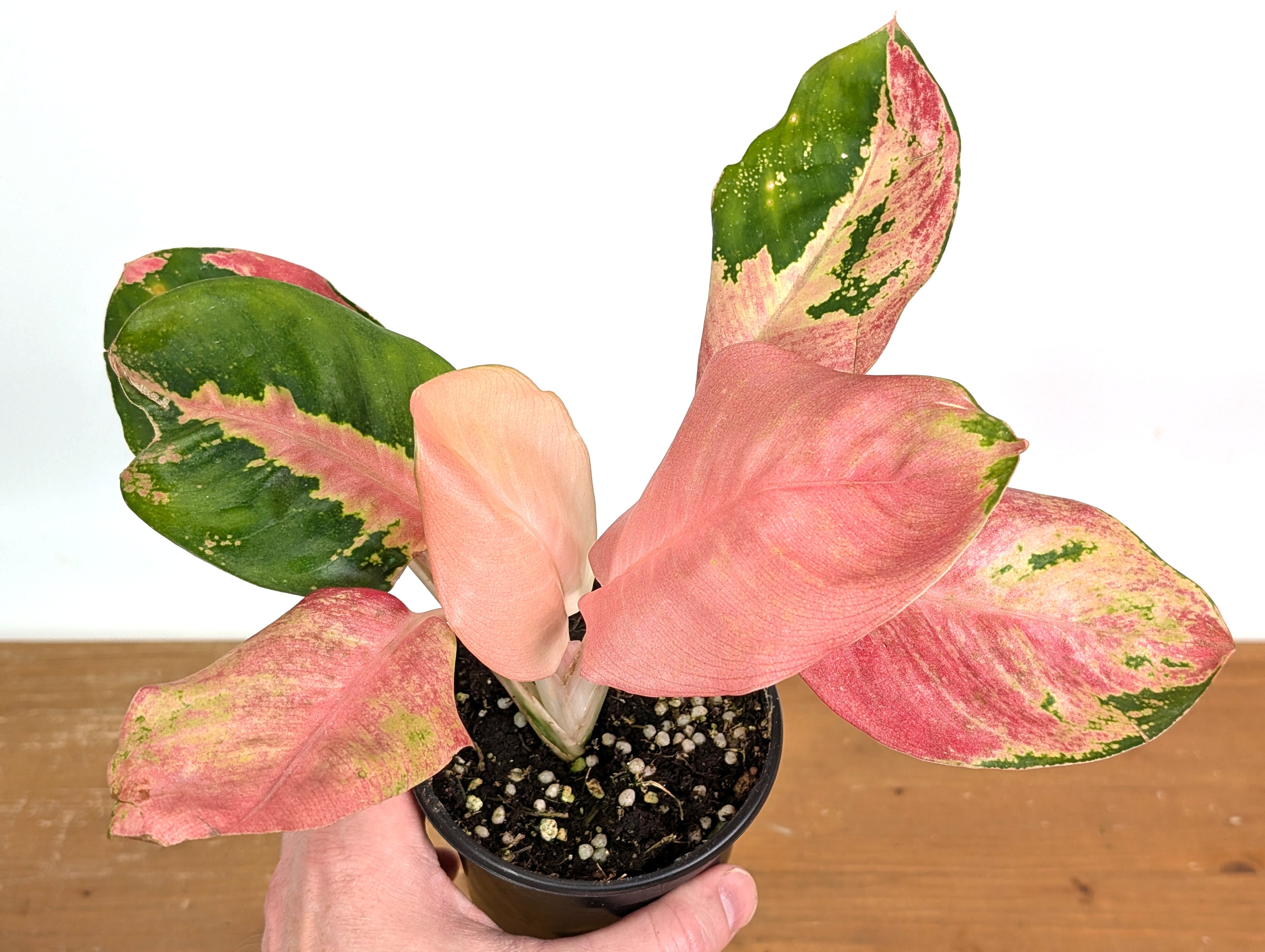 Aglaonema Hello Kitty