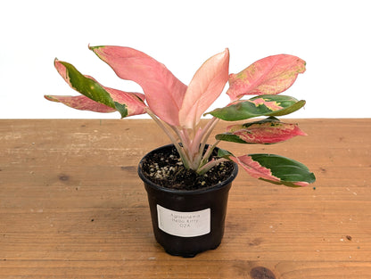 Aglaonema Hello Kitty