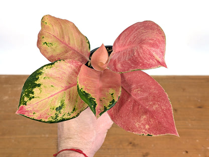 Aglaonema Hello Kitty