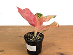 Aglaonema Hello Kitty