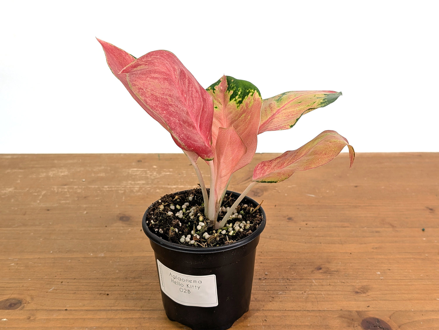 Aglaonema Hello Kitty