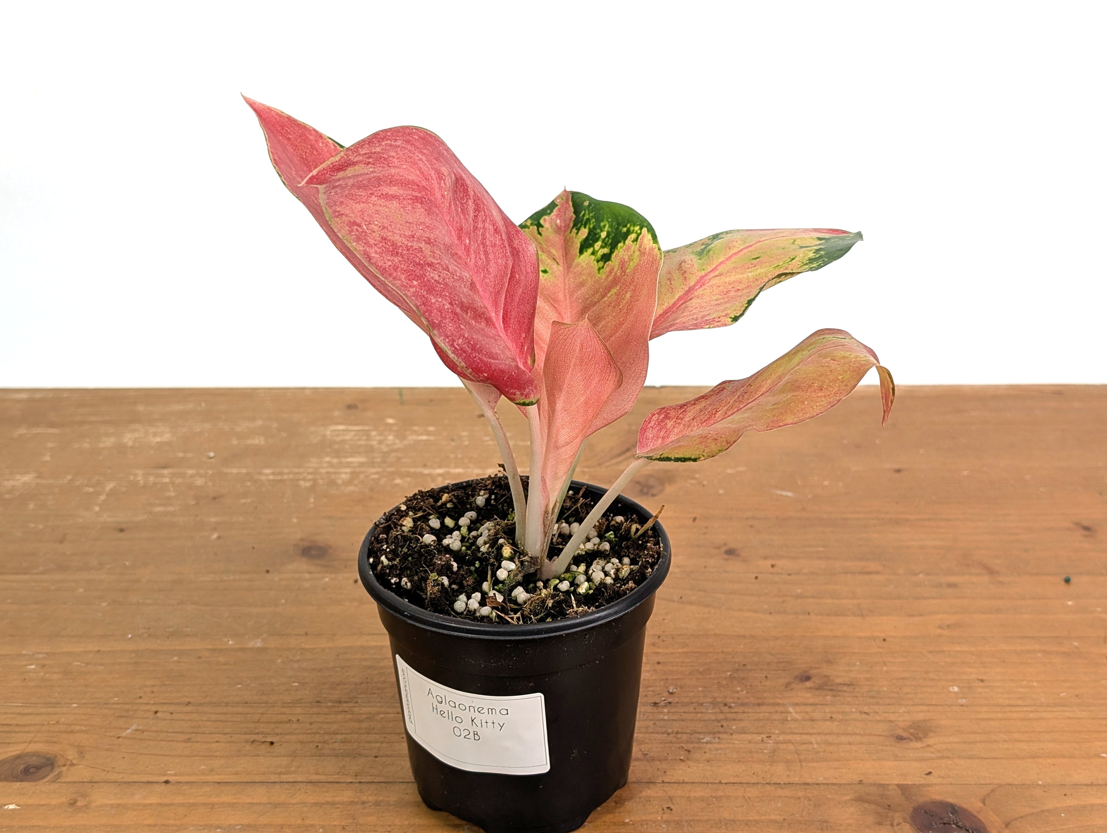 Aglaonema Hello Kitty