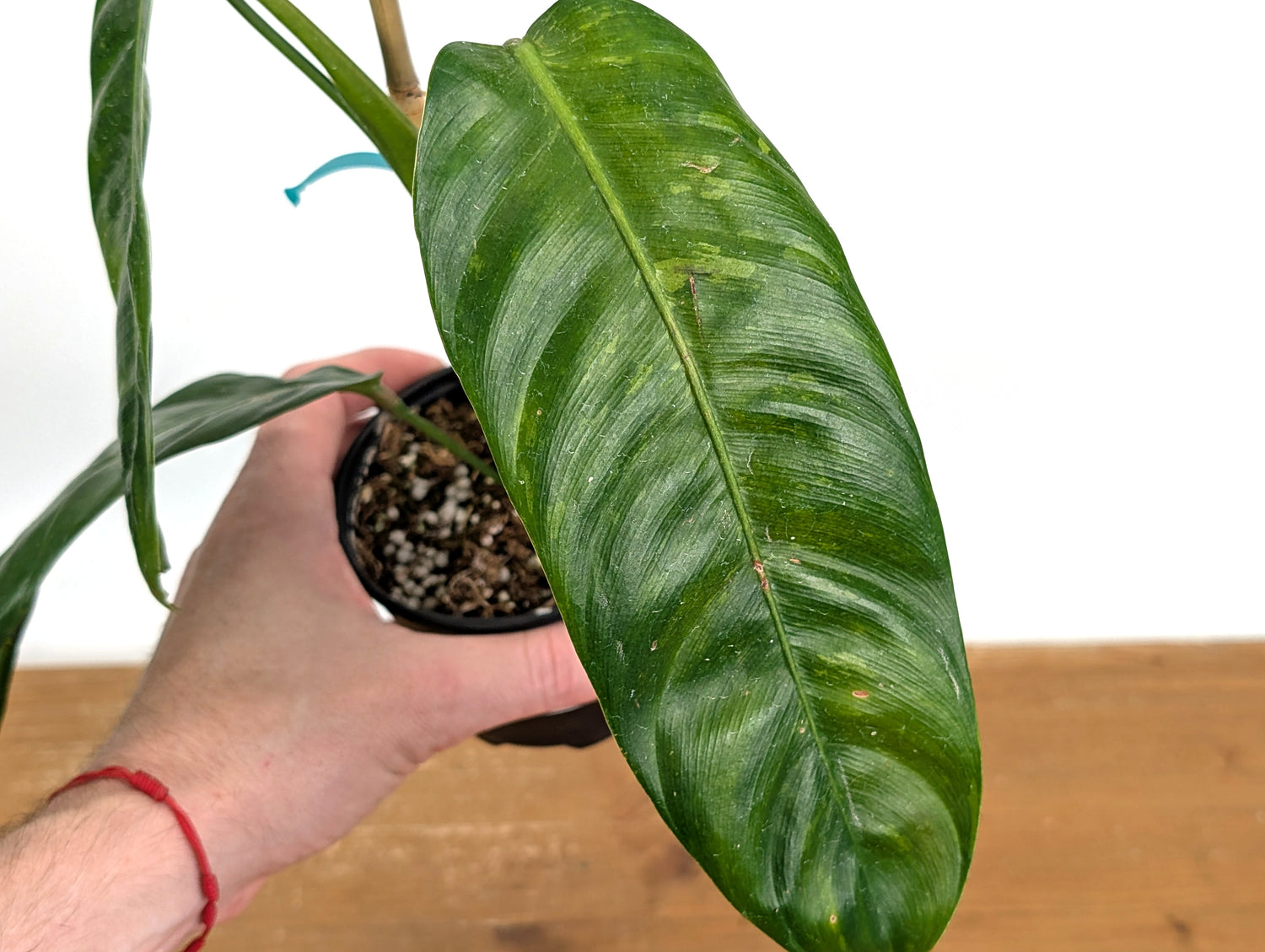 Philodendron Patriciae Variegated (Exact Plants)