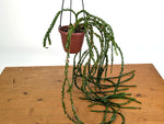 Huperzia Hang Hong