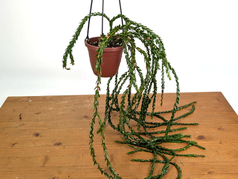 Huperzia Hang Hong