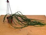 Huperzia Hang Hong