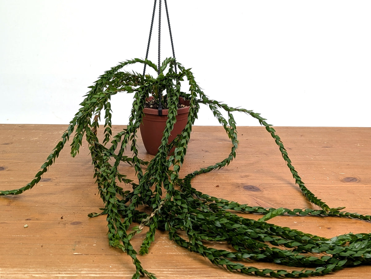 Huperzia Hang Hong