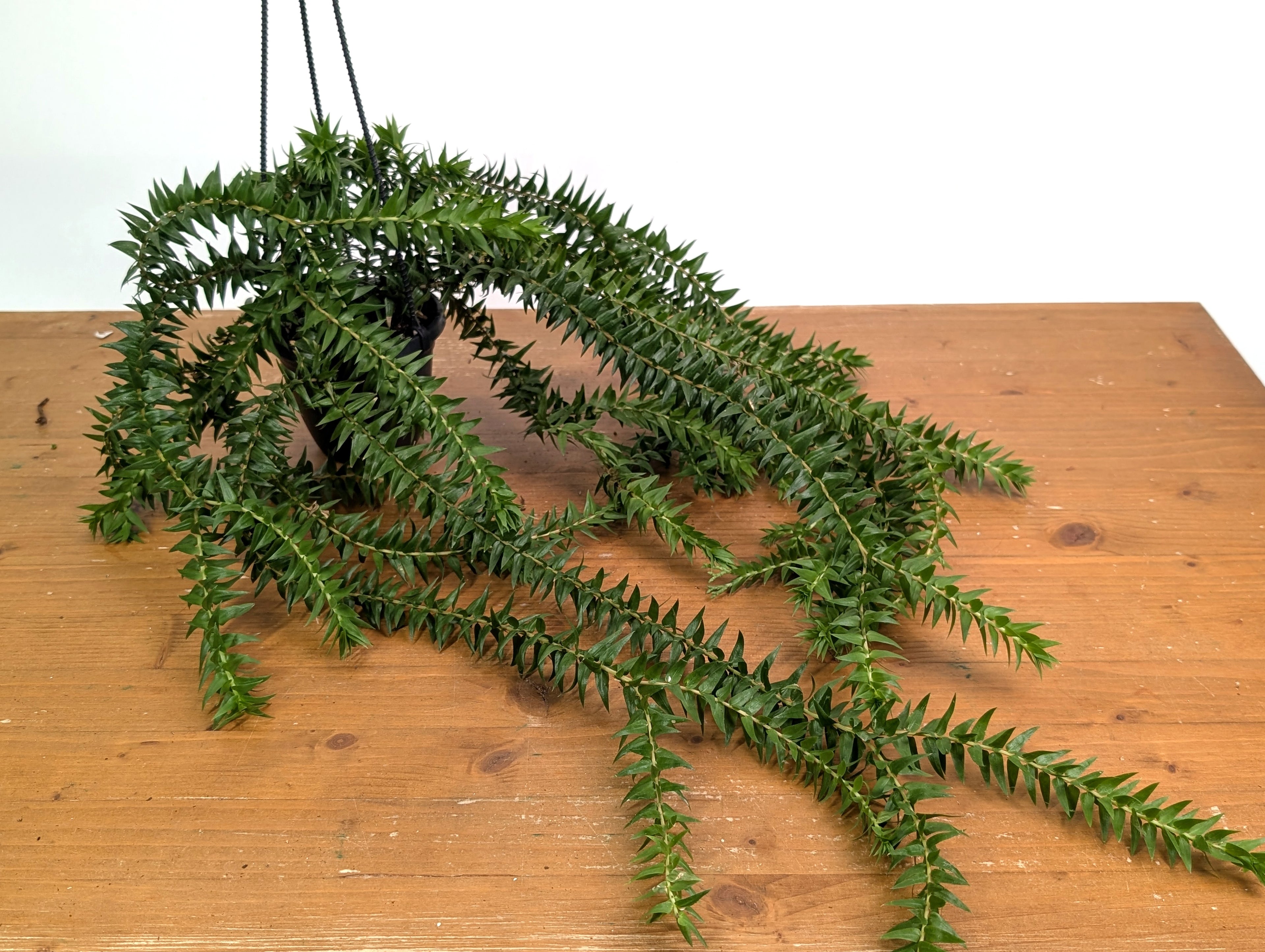 Huperzia Phlegmaria &