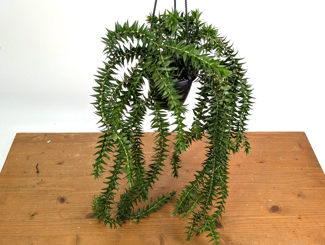 Huperzia Phlegmaria &