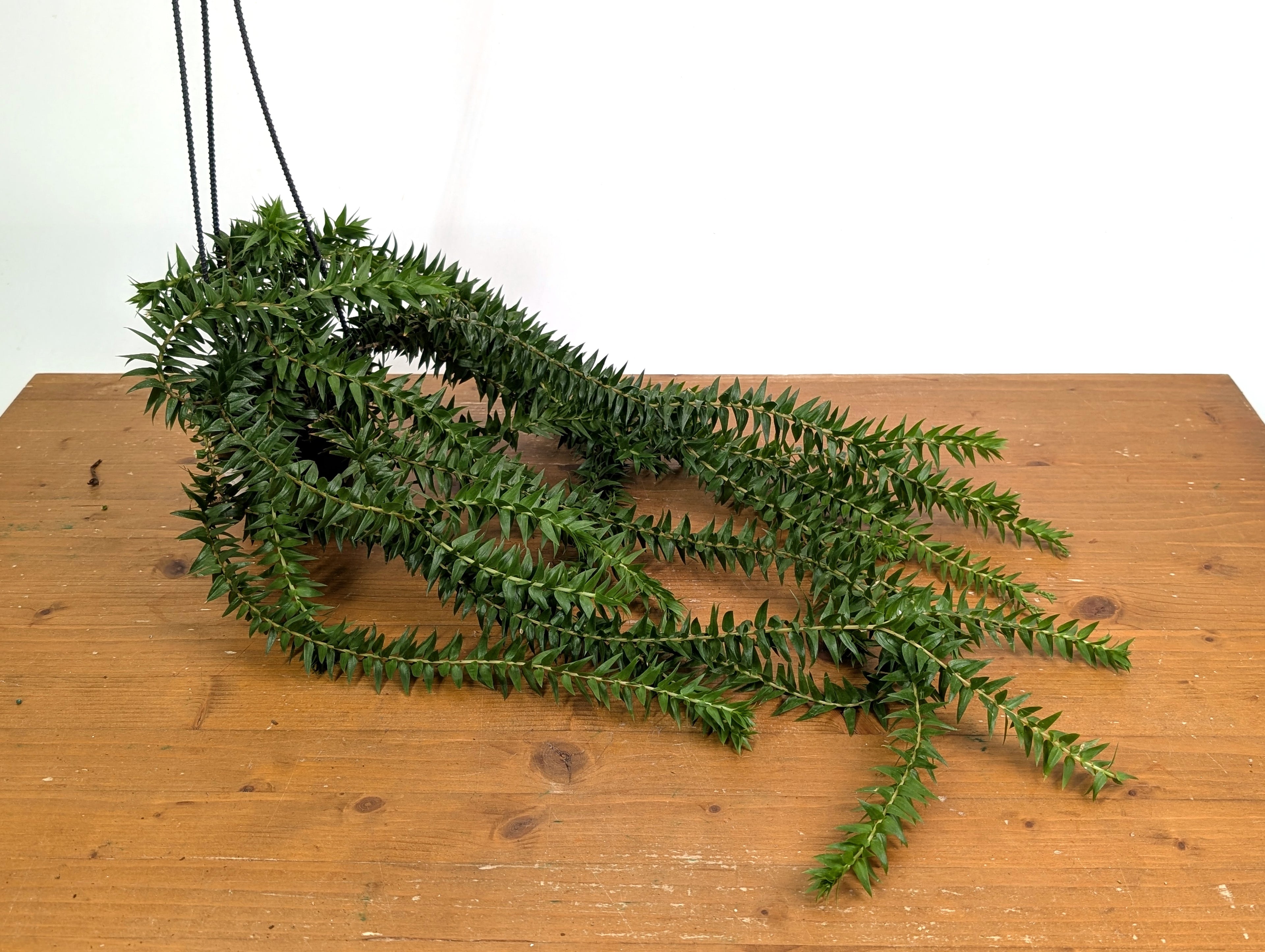 Huperzia Phlegmaria &