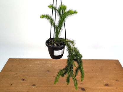 Huperzia Squarrosa &