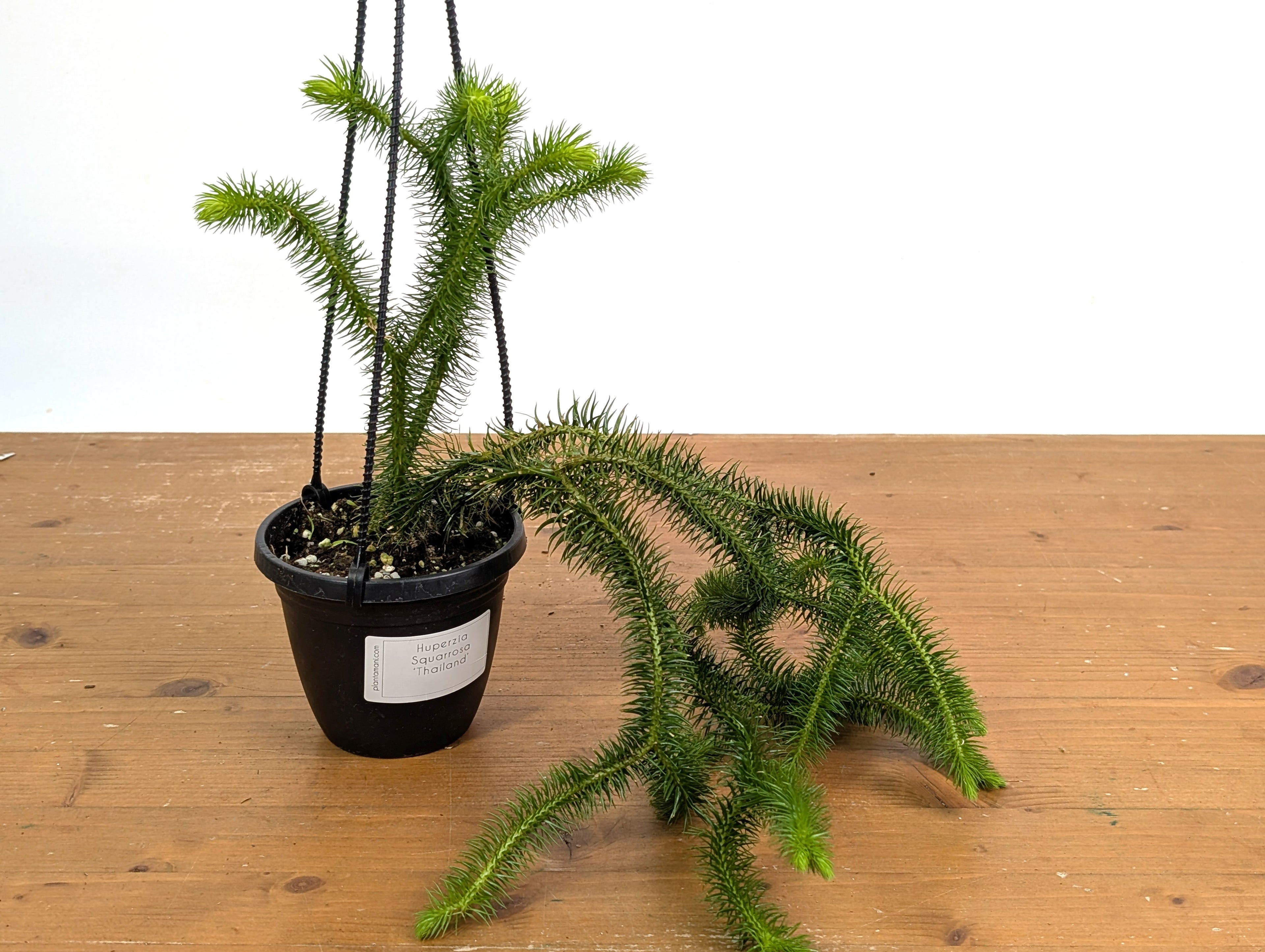 Huperzia Squarrosa &