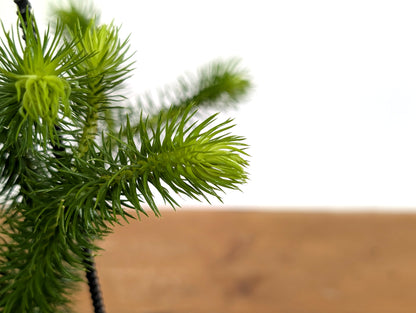 Huperzia Squarrosa &