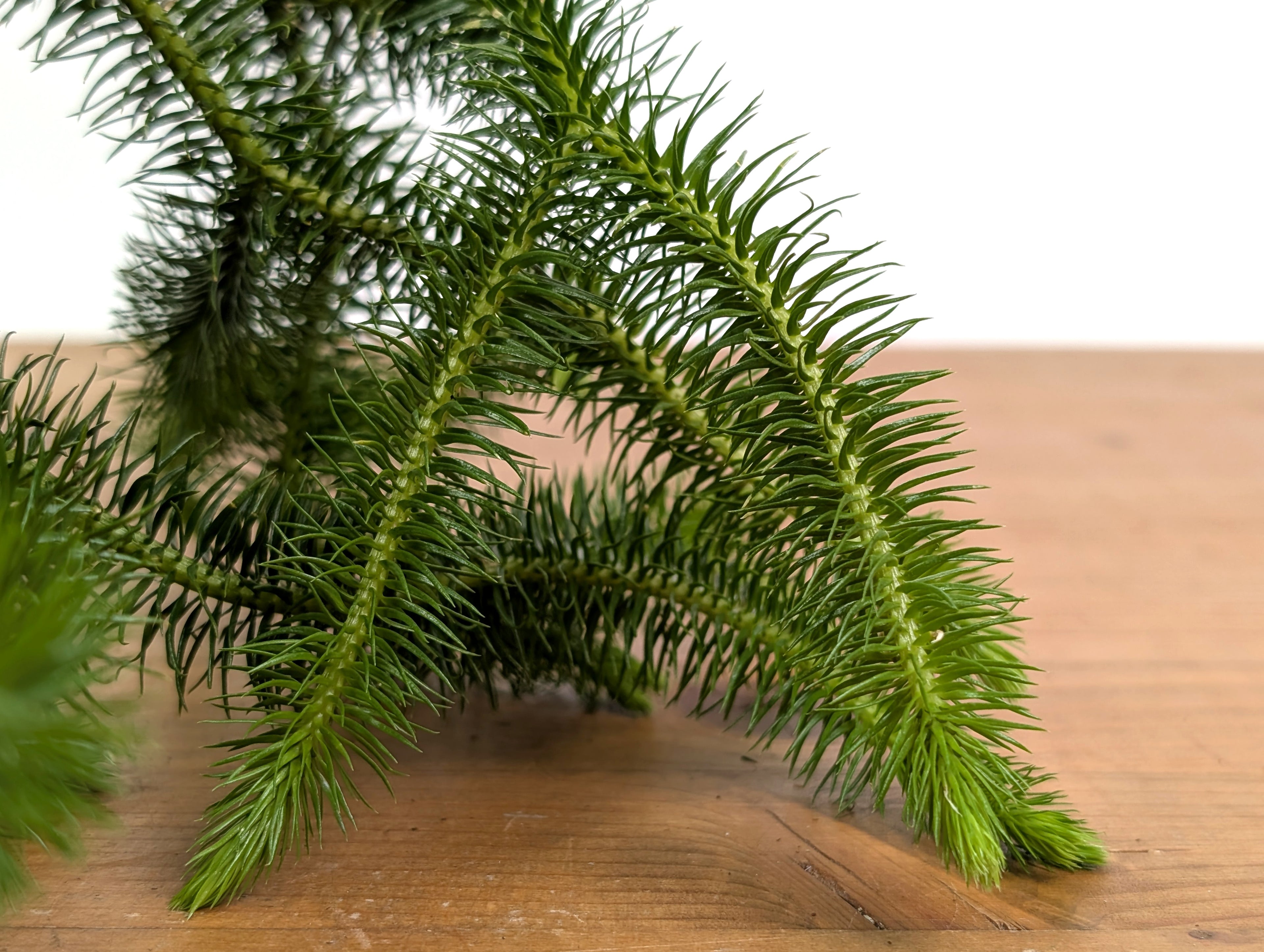 Huperzia Squarrosa &