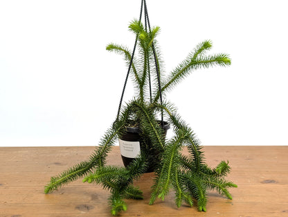 Huperzia Squarrosa &