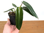 Philodendron Spiritus Sancti