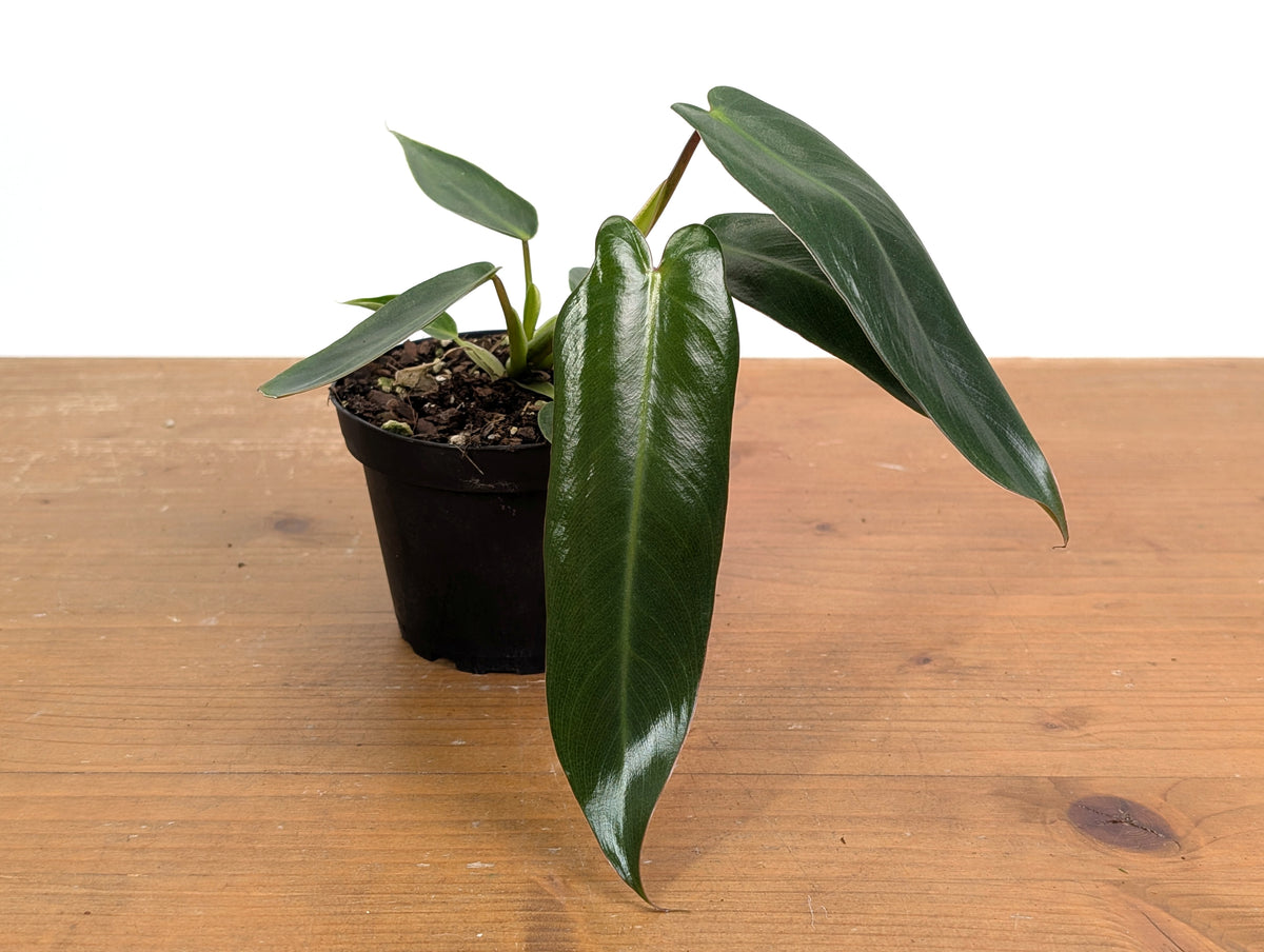 Philodendron Spiritus Sancti