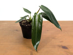 Philodendron Spiritus Sancti