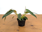 Philodendron Spiritus Sancti