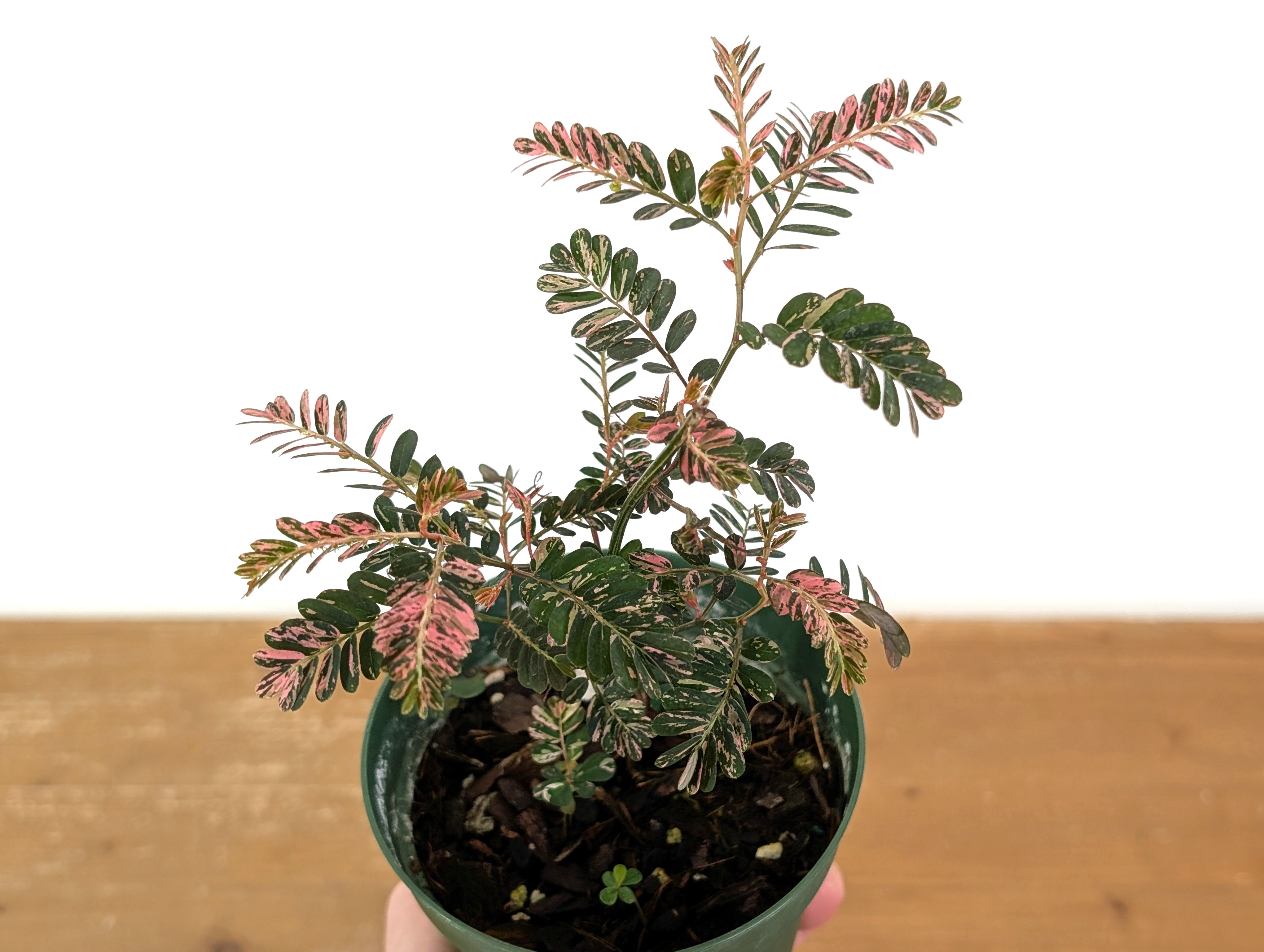 Phyllanthus Urinaria Pink Variegated (Exact Plant #43A
