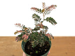 Phyllanthus Urinaria Pink Variegated (Exact Plant #43A)