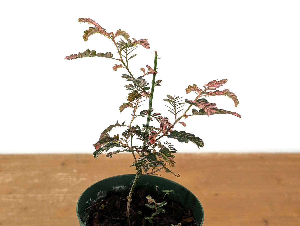 Phyllanthus Urinaria Pink Variegated (Exact Plant #43A)