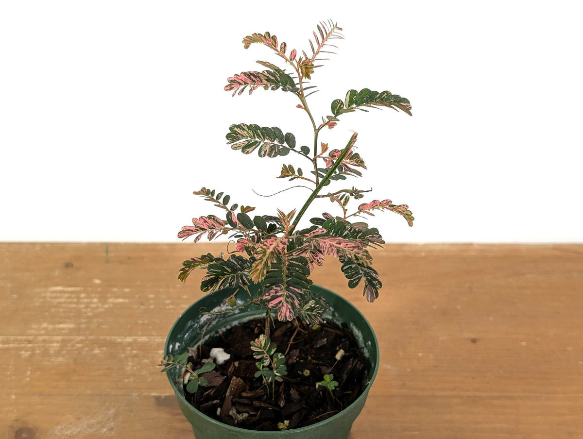 Phyllanthus Urinaria Pink Variegated (Exact Plant #43A)