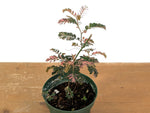 Phyllanthus Urinaria Pink Variegated (Exact Plant #43A)