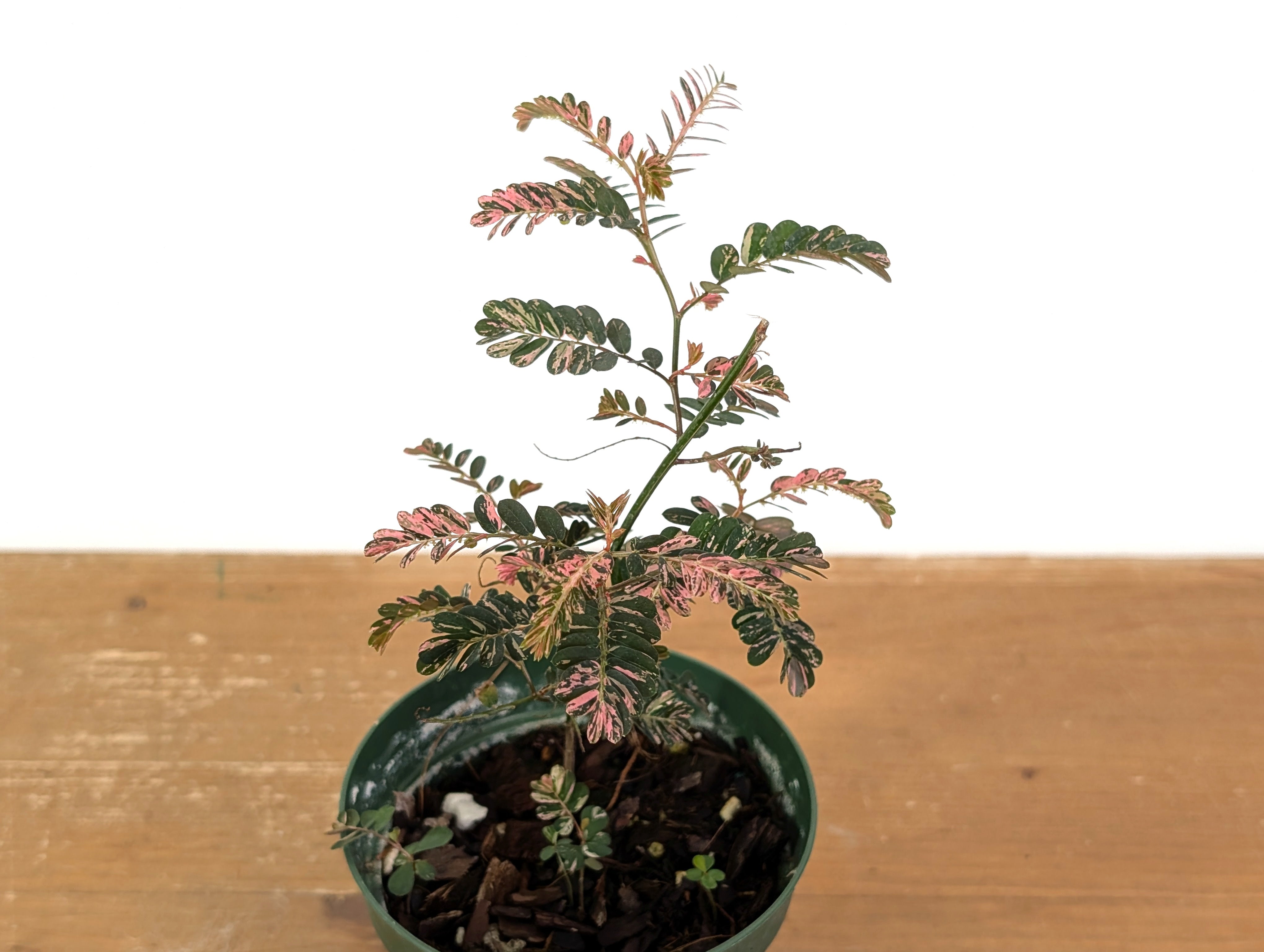 Phyllanthus Urinaria Pink Variegated (Exact Plant #43A