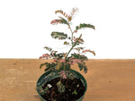 Phyllanthus Urinaria Pink Variegated (Exact Plant #43A)
