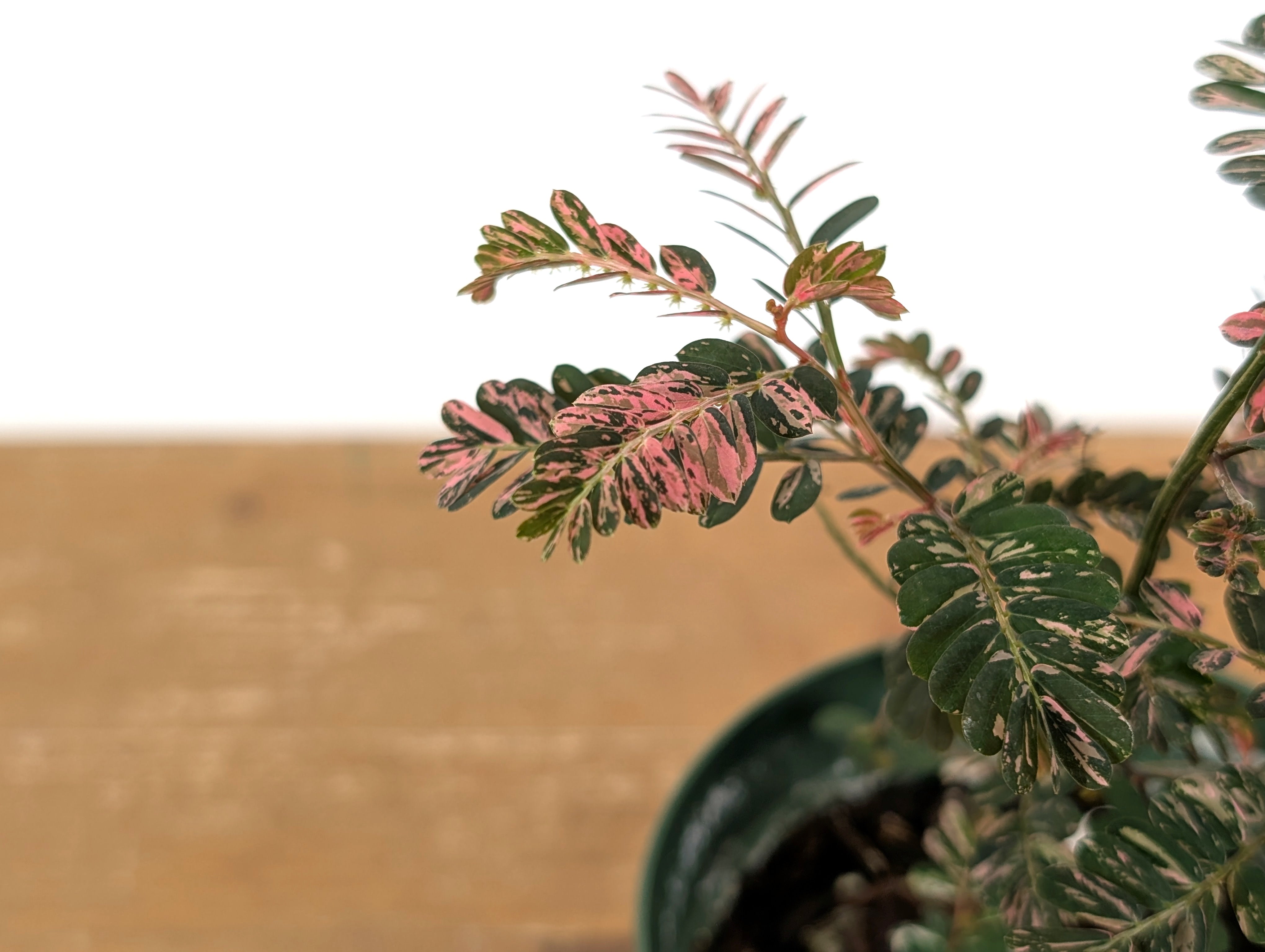 Phyllanthus Urinaria Pink Variegated (Exact Plant #43A
